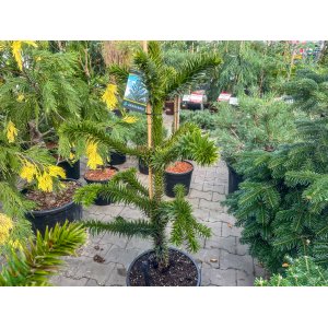 Araukária andská (Araucaria araucana) - výška 80-100 cm; kont. C15L (-18°C)